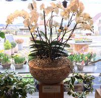 phalaenopsis orchidee emchfloristik boswil florsit.ch